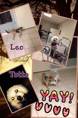 Dogs groomed at Liz's Pet Grooming