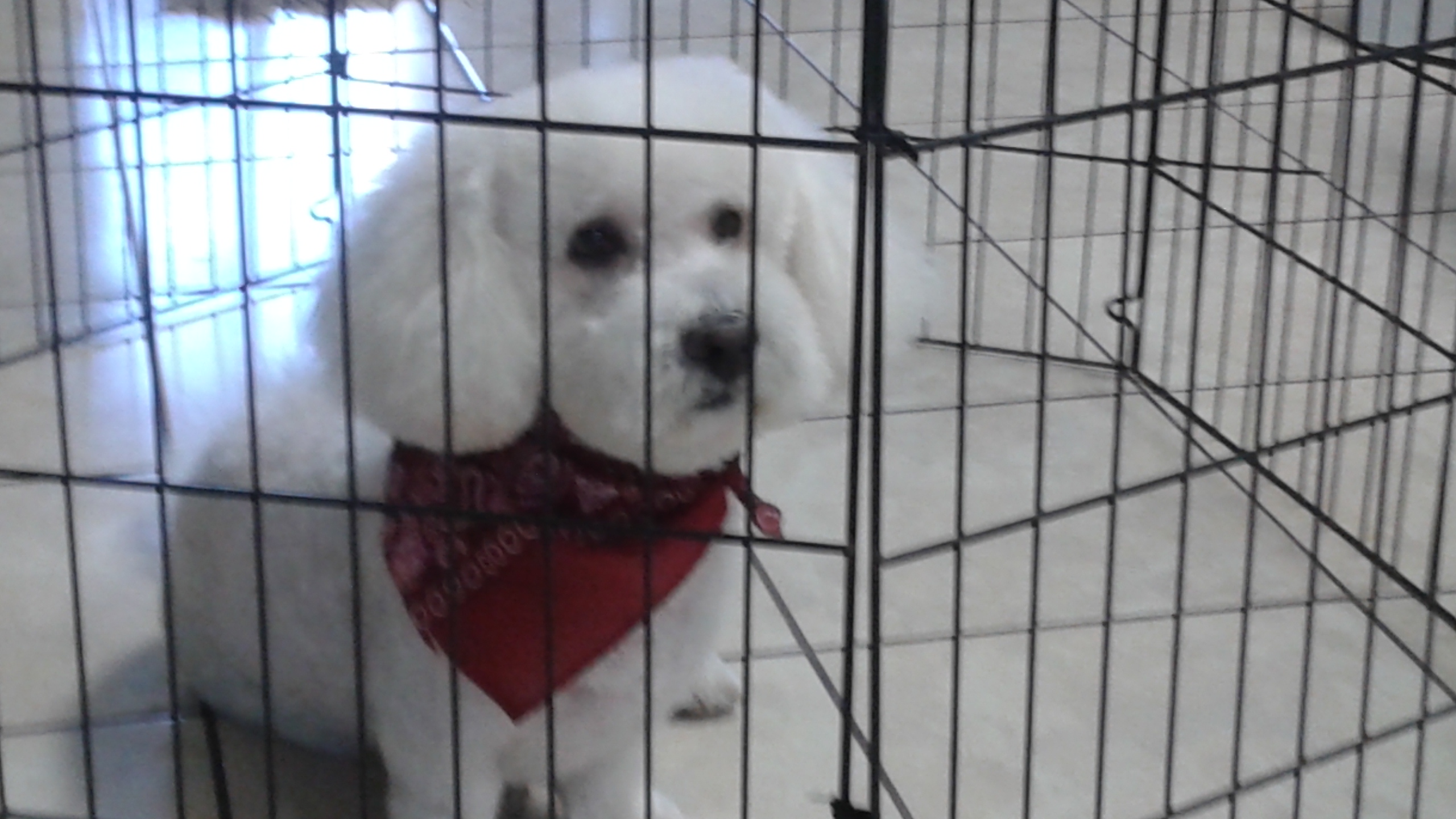 Dog groomed at Liz's Pet Grooming