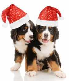 Puppies groomed at Liz's Pet Grooming