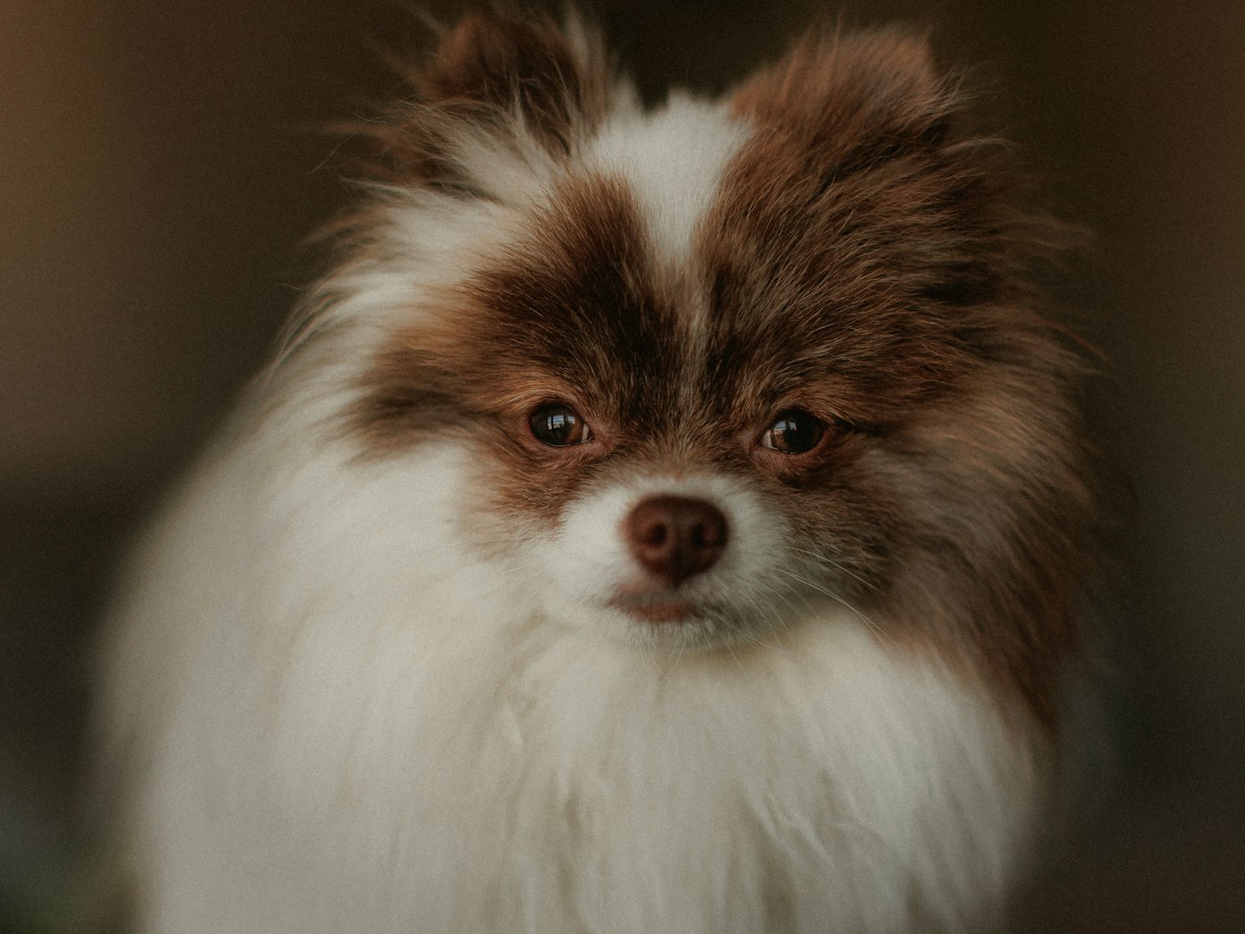 Small fluffy dog looking bright and freshly groomed