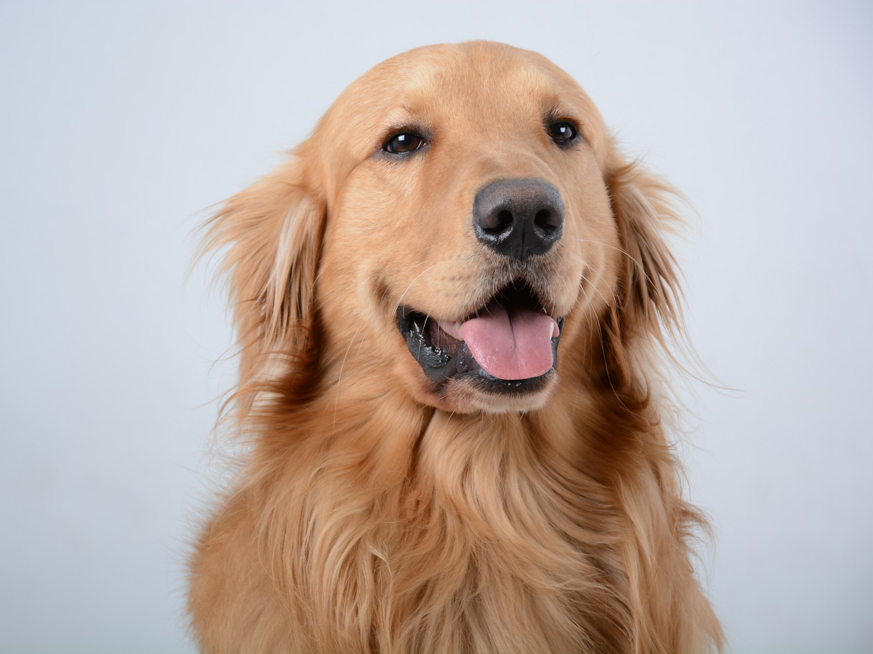 Happy golden retriever after a grooming appointment at Liz's Pet Grooming