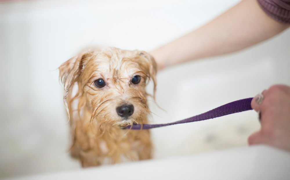 Groomer washing a small dog during a dog bath service