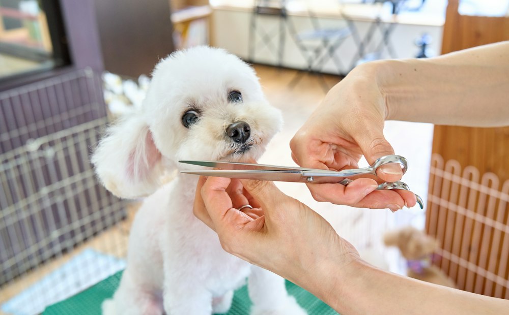 Groomer giving a small white dog a scissor cut during a full grooming service
