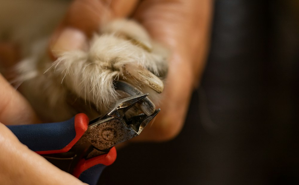 Nail clippers being used on a dog paw during a nail clipping service