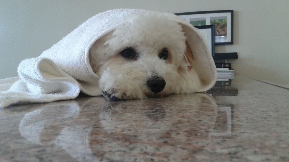 Small white dog wrapped in a towel after a bath