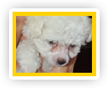 Groomed dog at Liz's Pet Grooming