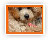 Groomed puppy at Liz's Pet Grooming