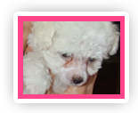 Groomed dog at Liz's Pet Grooming
