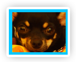 Groomed dog at Liz's Pet Grooming
