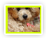 Groomed dog at Liz's Pet Grooming